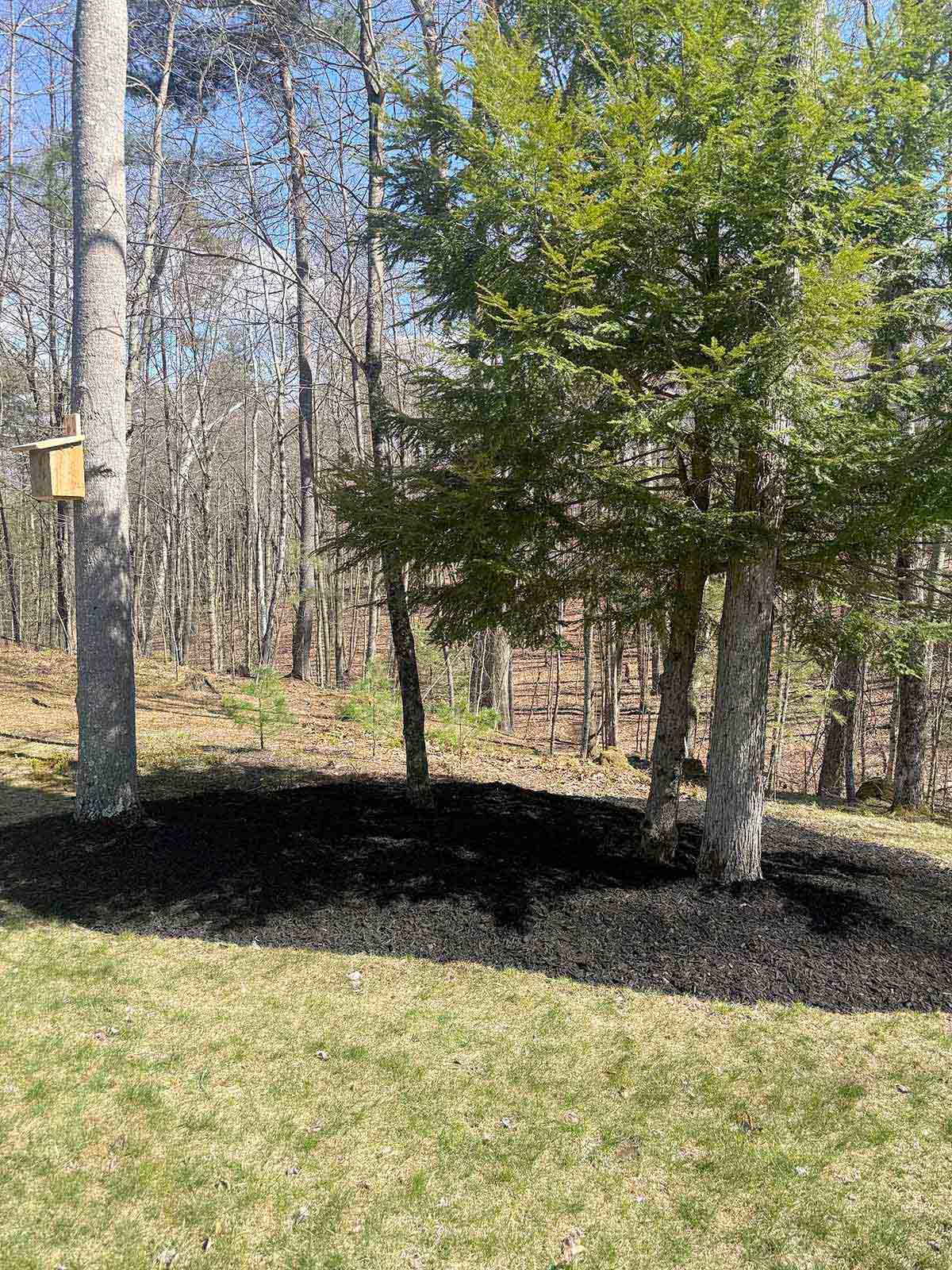 Wooded backyard with grass, trees, and a birdhouse mounted on a tree trunk