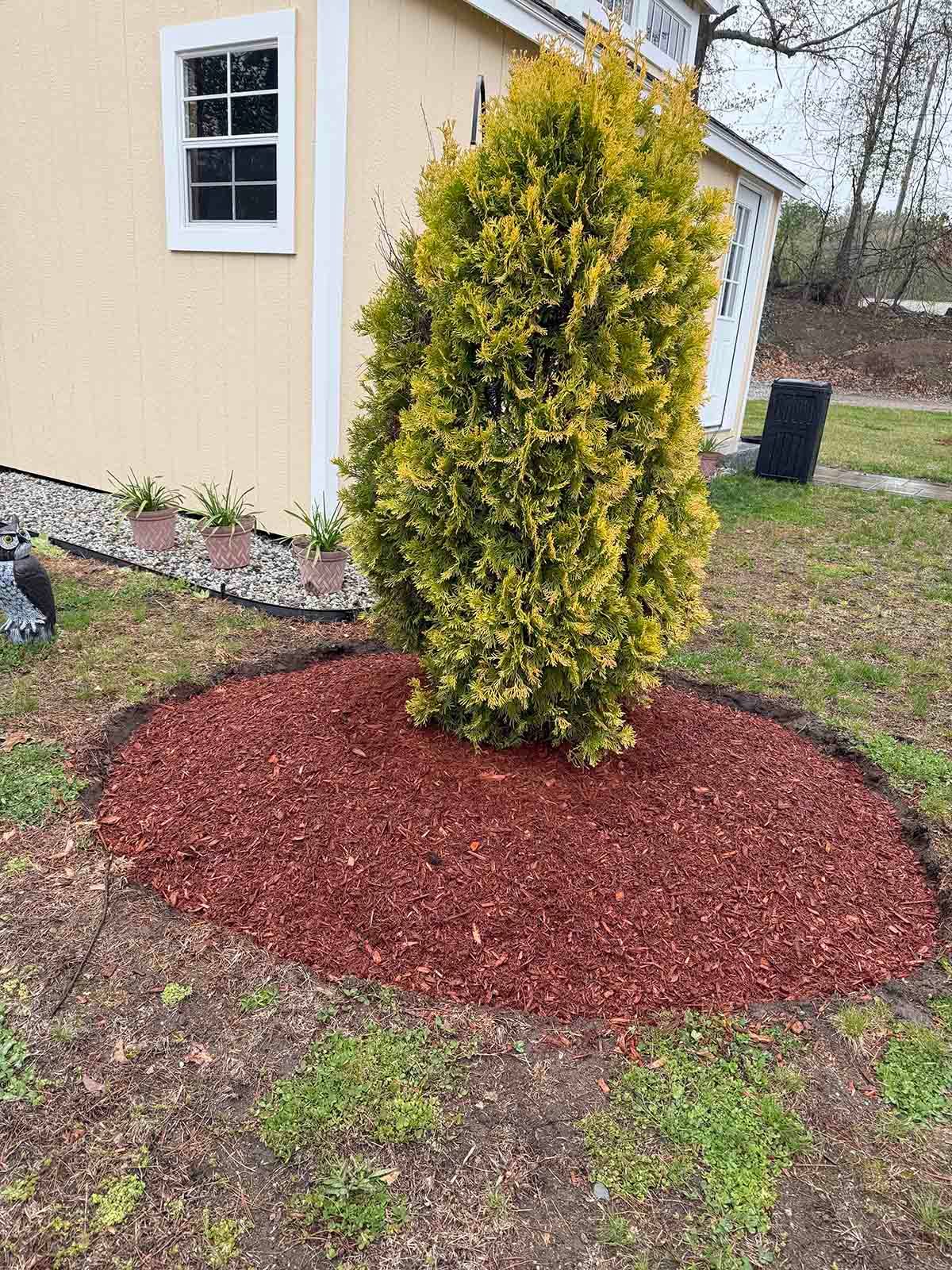 Yellow-green shrub in red mulch beside a house wall and window, in a yard.