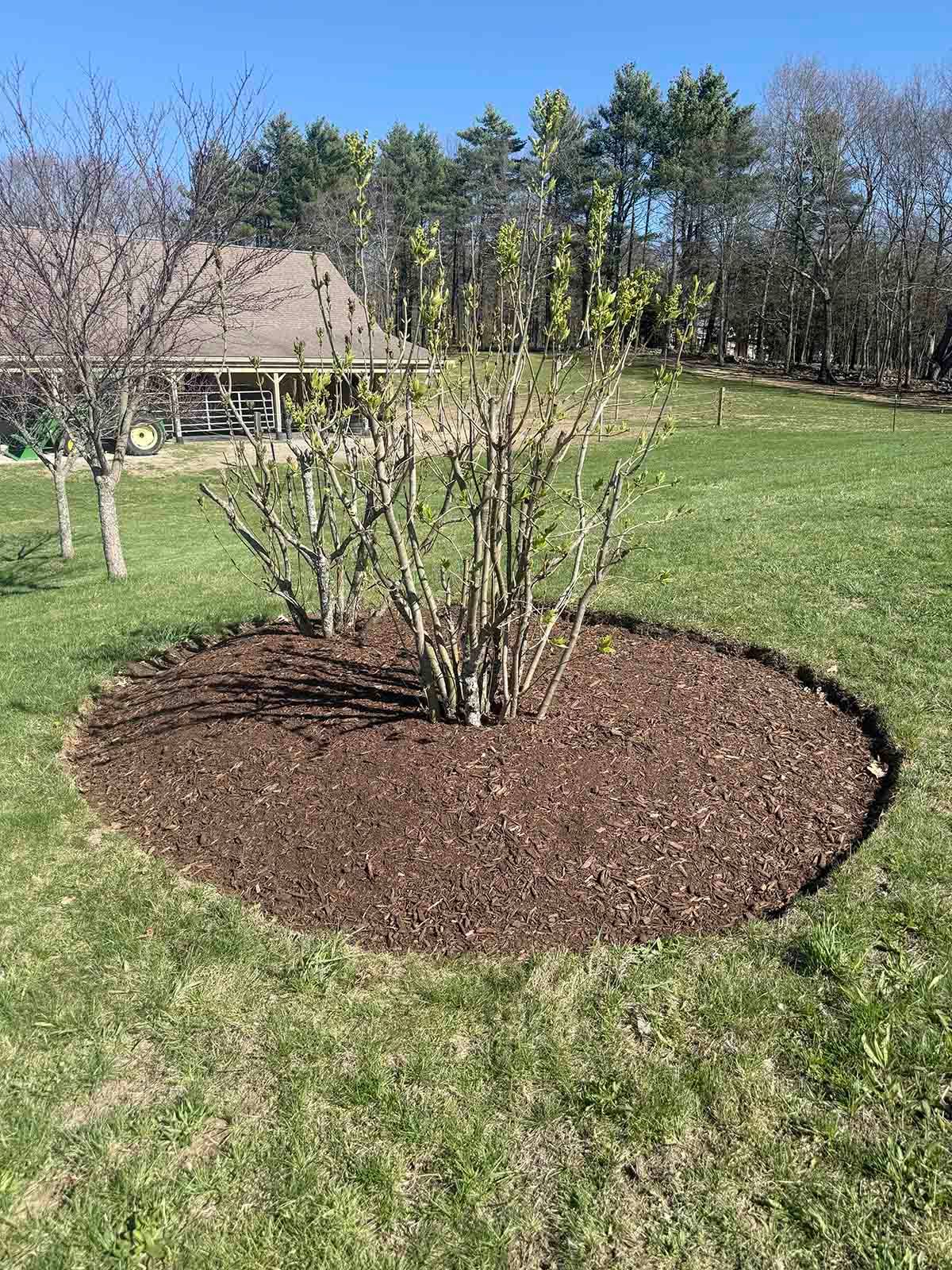 Leafless shrub in a mulched circular bed on a sunny lawn with trees and a house in the background