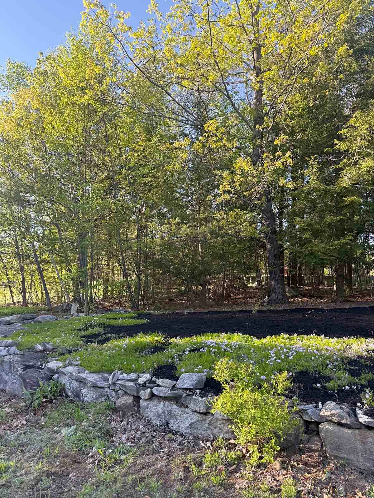 Wooded trail with young green trees, a stone border, and patches of sunlight on the ground