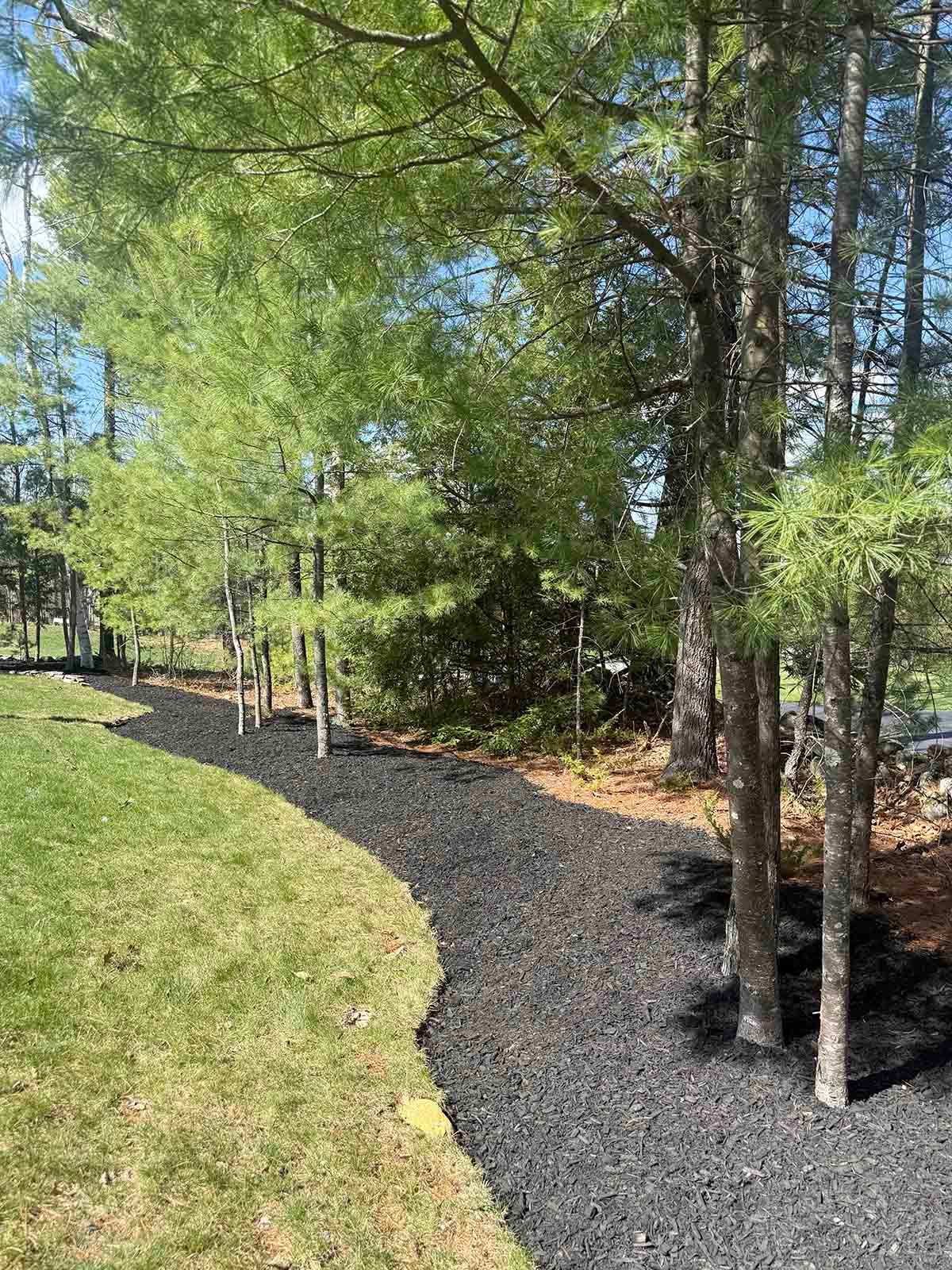 Curved gravel path beside green lawn and birch trees in a sunny wooded garden