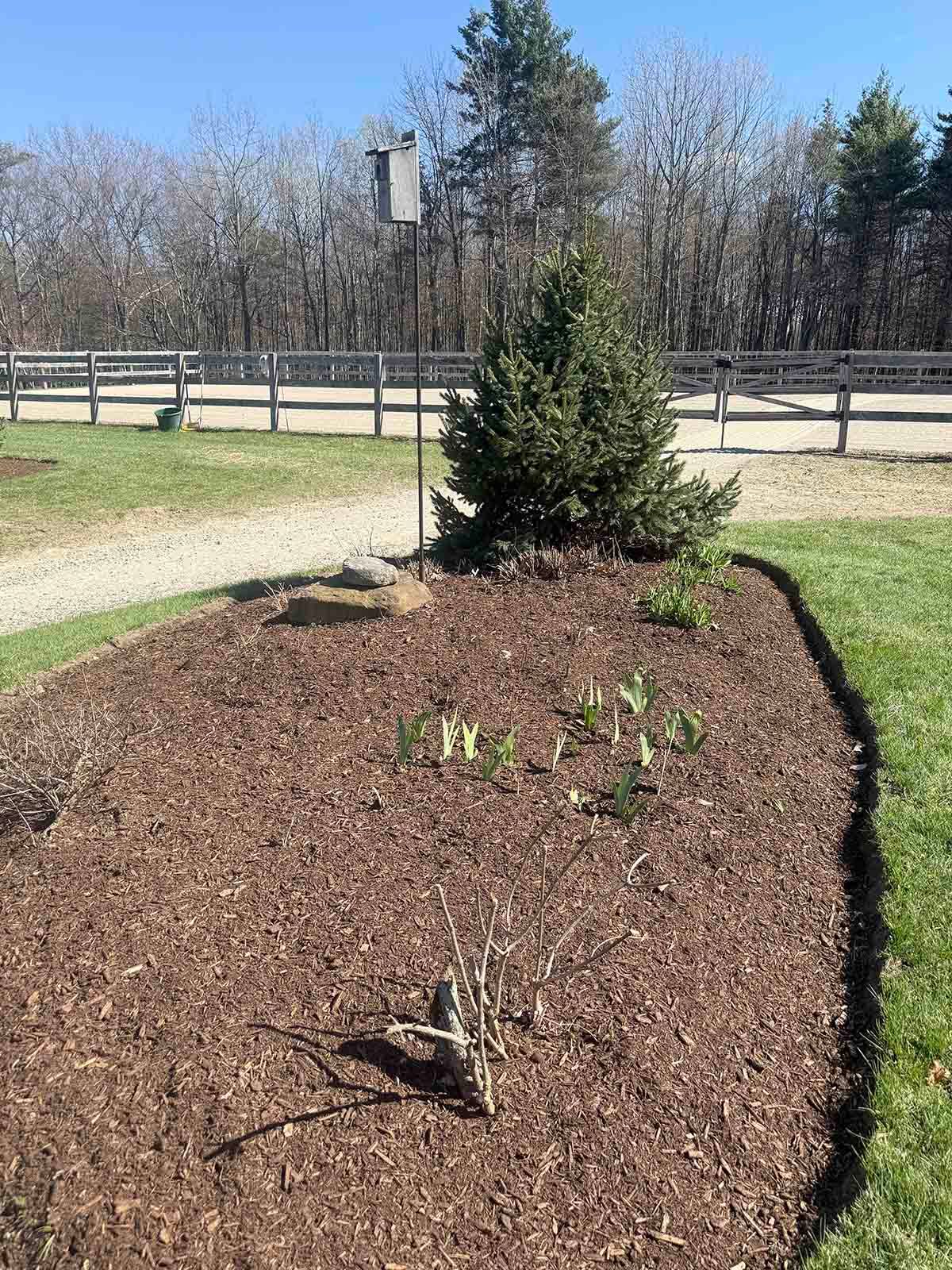 Mulched garden bed with small shrubs and a conifer near a wooden fence on a sunny day