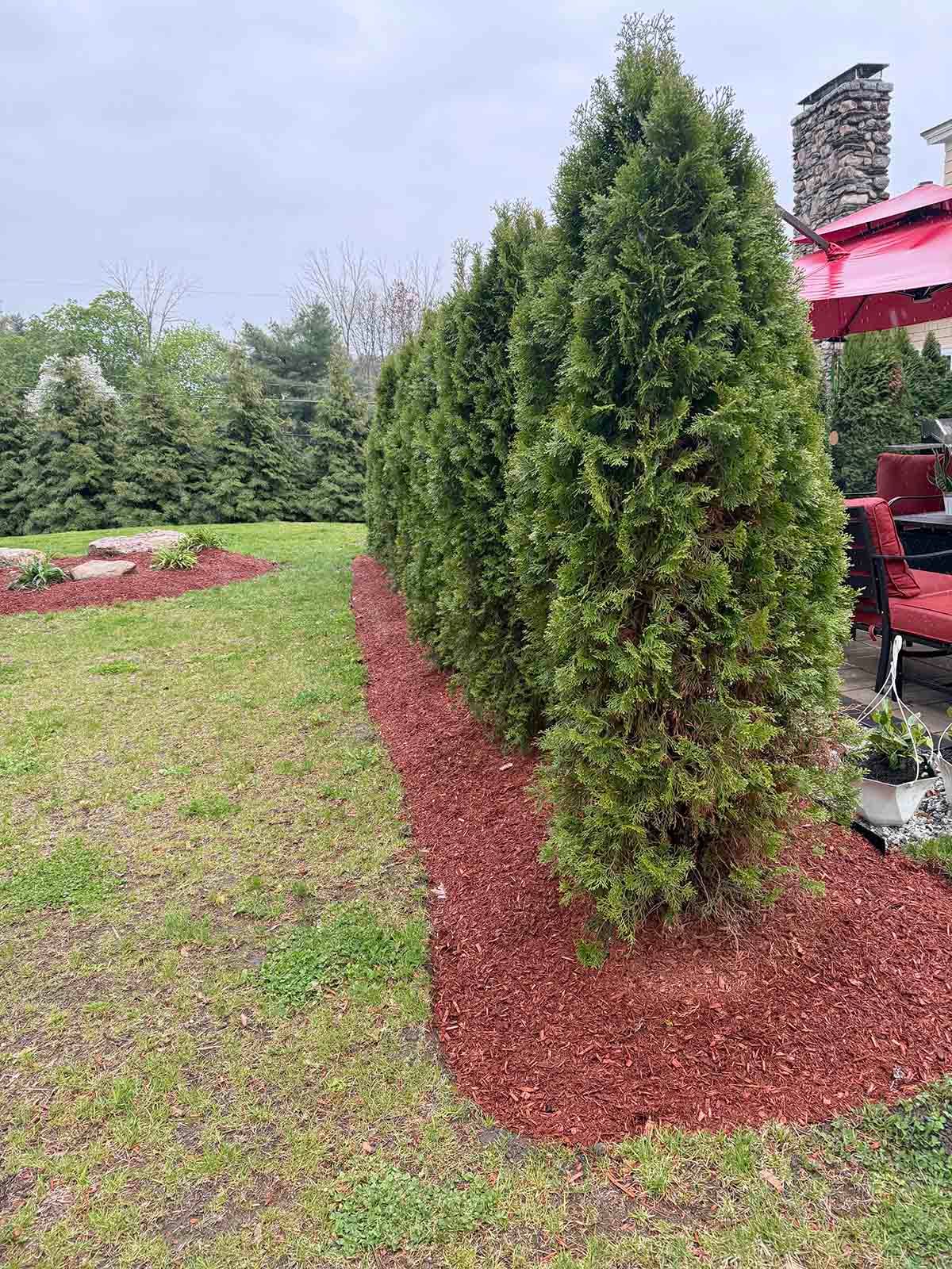 Tall evergreen shrub in a landscaped yard with red mulch and a red umbrella in the background