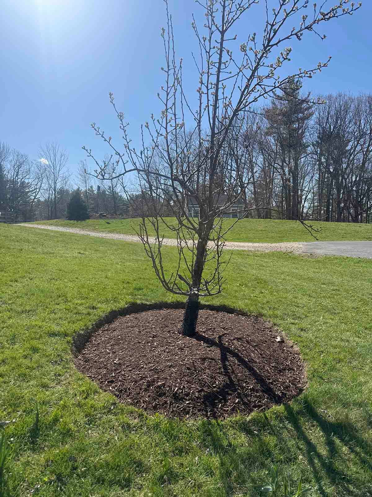 Young tree in a mulch bed on a sunny grassy lawn with a paved path in the background