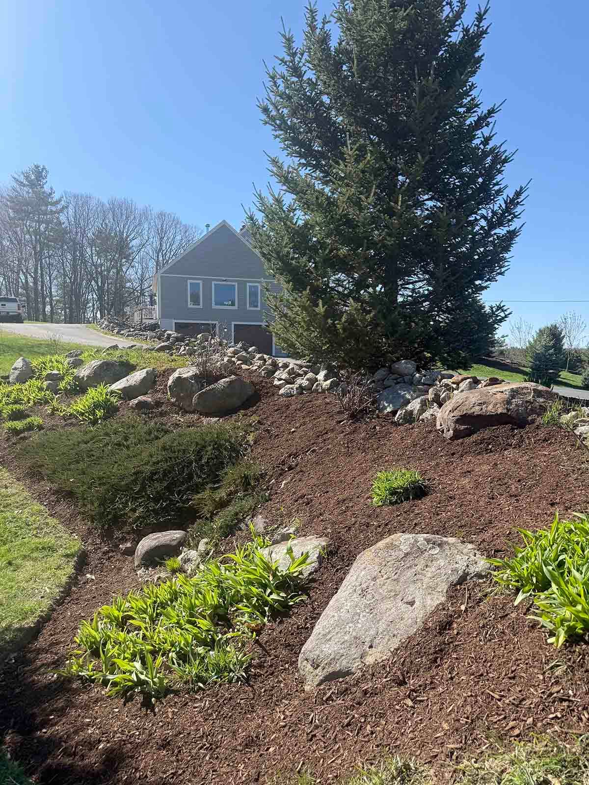Landscaped rock garden with mulch, shrubs, and a tall evergreen in front of a house on a sunny day