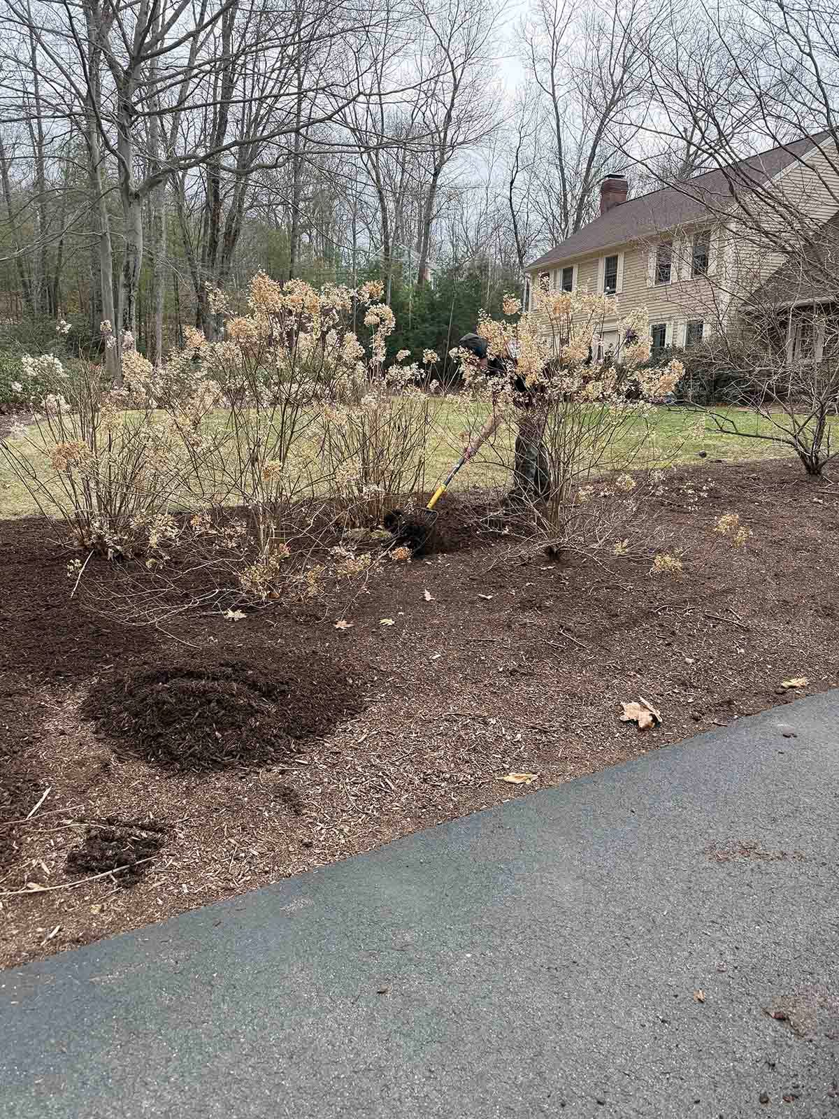 Leafless shrubs and a small black cat near a driveway beside a house in a wooded yard