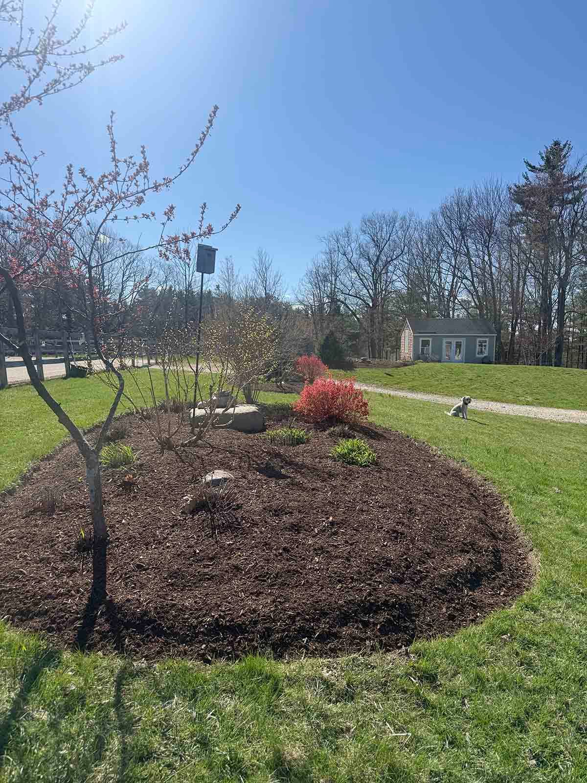 Mulched garden bed with small trees and shrubs on a sunny lawn, with a house in the background