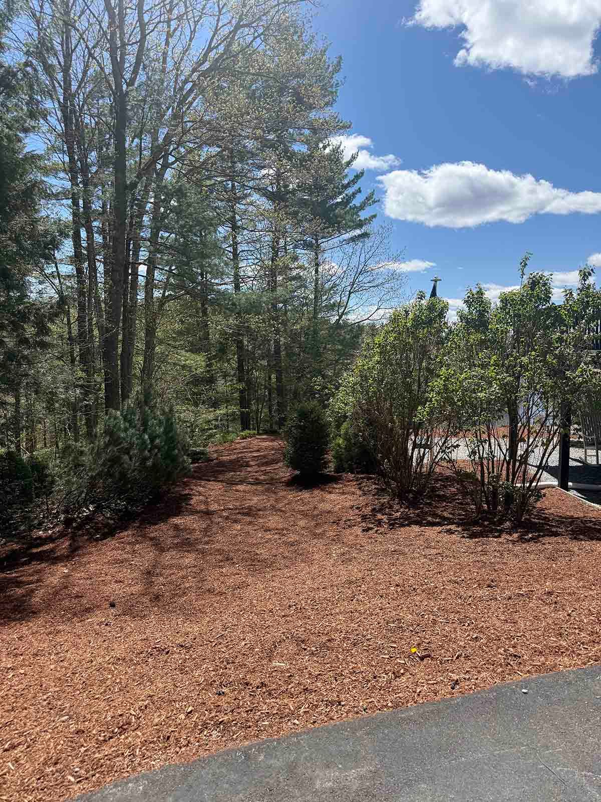 Mulched planting bed with trees and shrubs beside a paved path under a blue sky