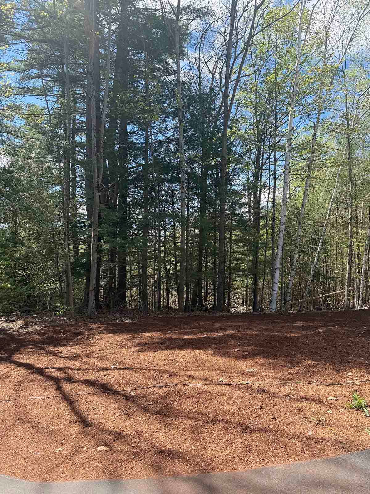 Sunny woodland clearing with tall trees and a ground covered in brown leaves and pine needles