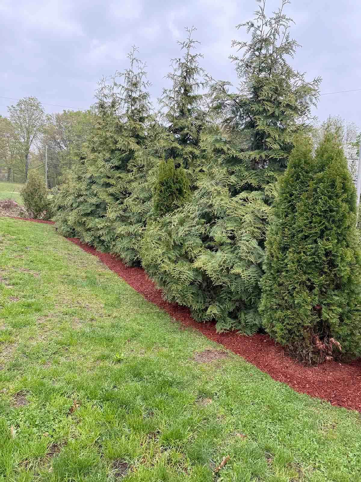 Row of green evergreen shrubs along a grassy edge with red mulch border