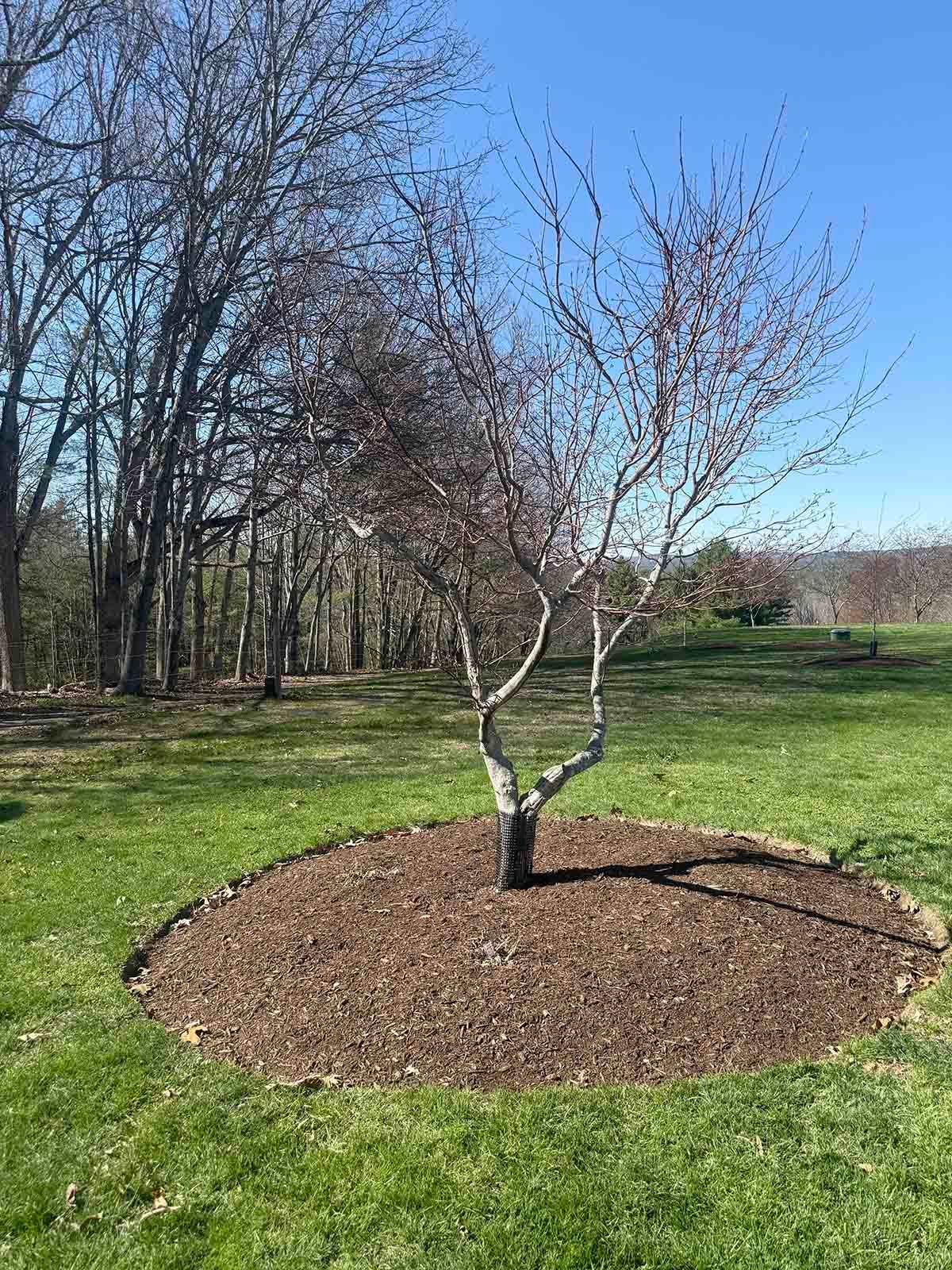 Small leafless tree in a circular mulched bed on a grassy park lawn with trees in the background