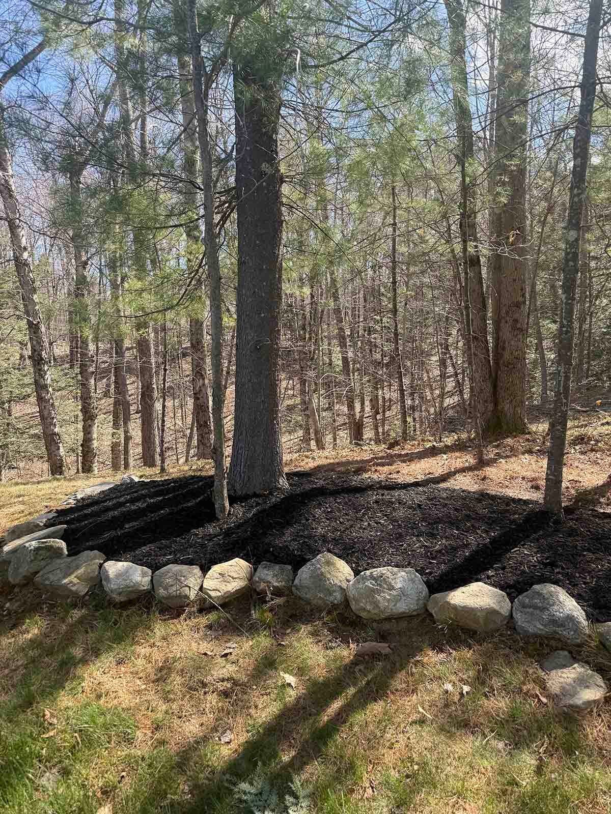 Wooded backyard with stone border, tree trunk, and long shadows on the ground
