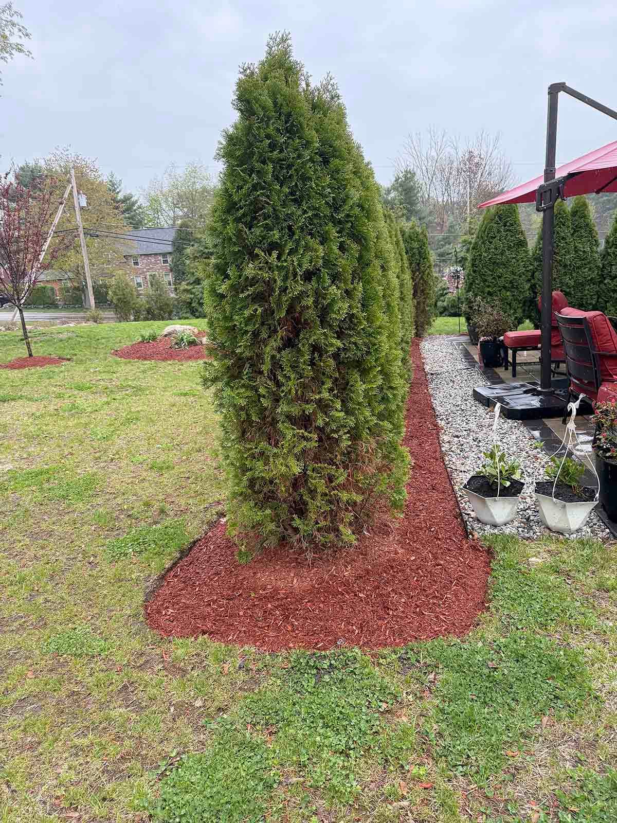 Tall green shrub in a landscaped garden with red mulch around its base.