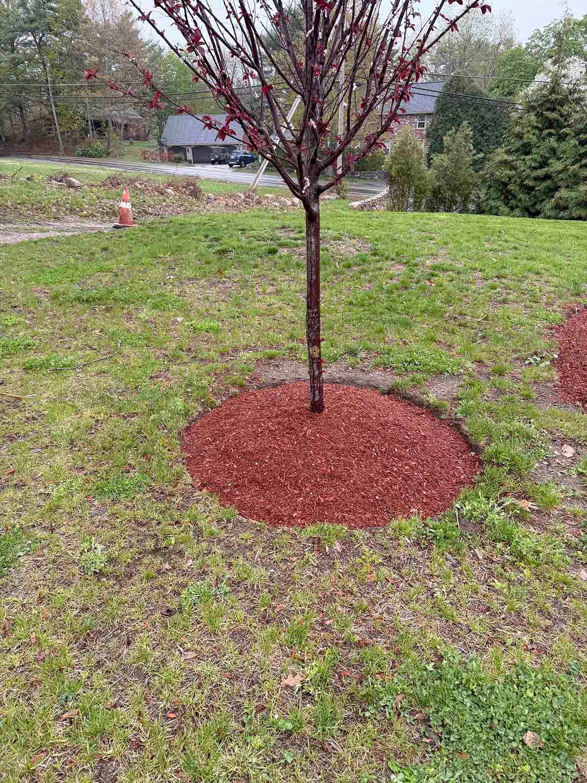 Young tree in a red mulch circle on a grassy yard with a house and shrubs in the background