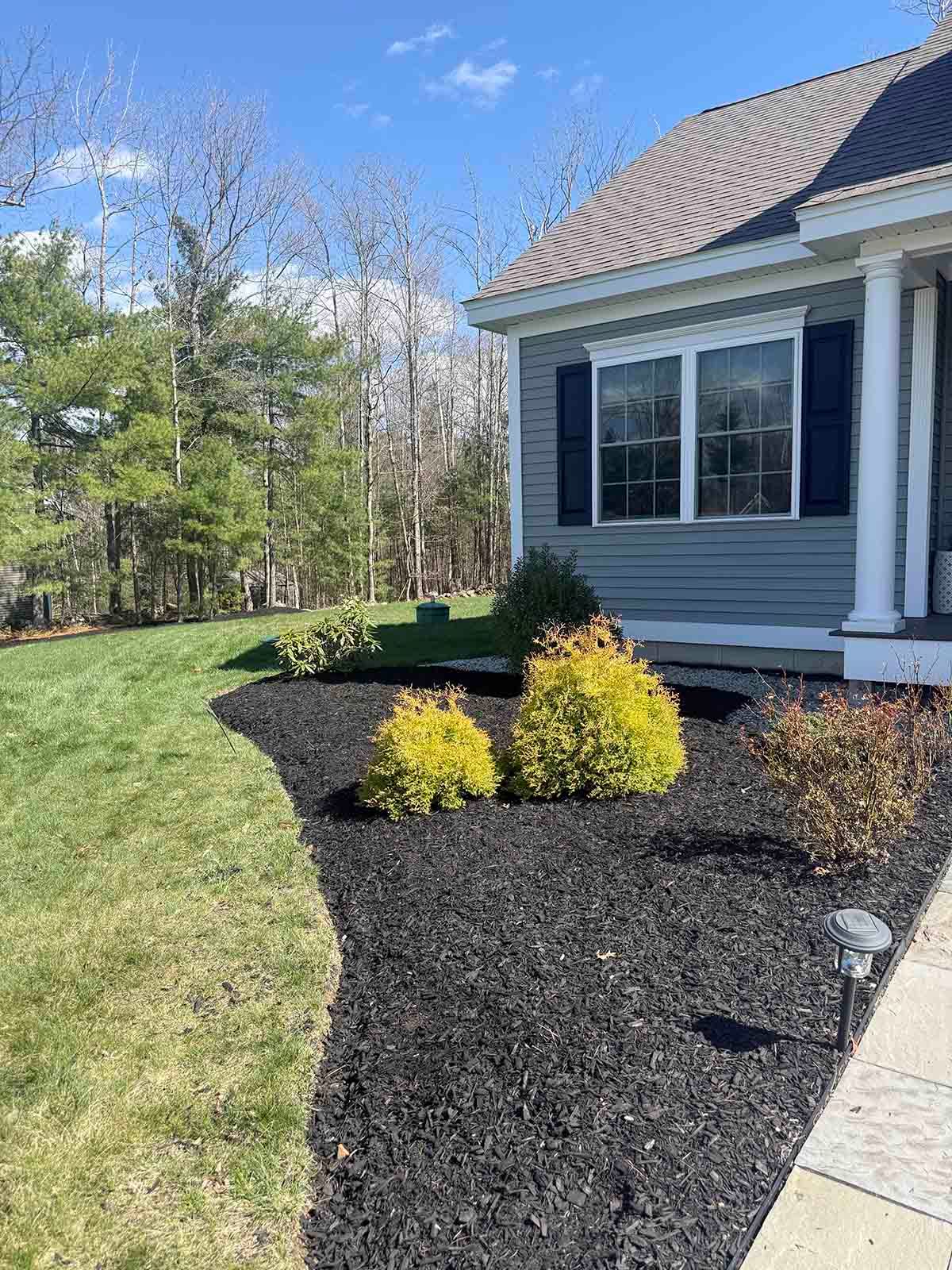 Front yard with black mulch beds, yellow shrubs, and a house porch beside a concrete walkway.