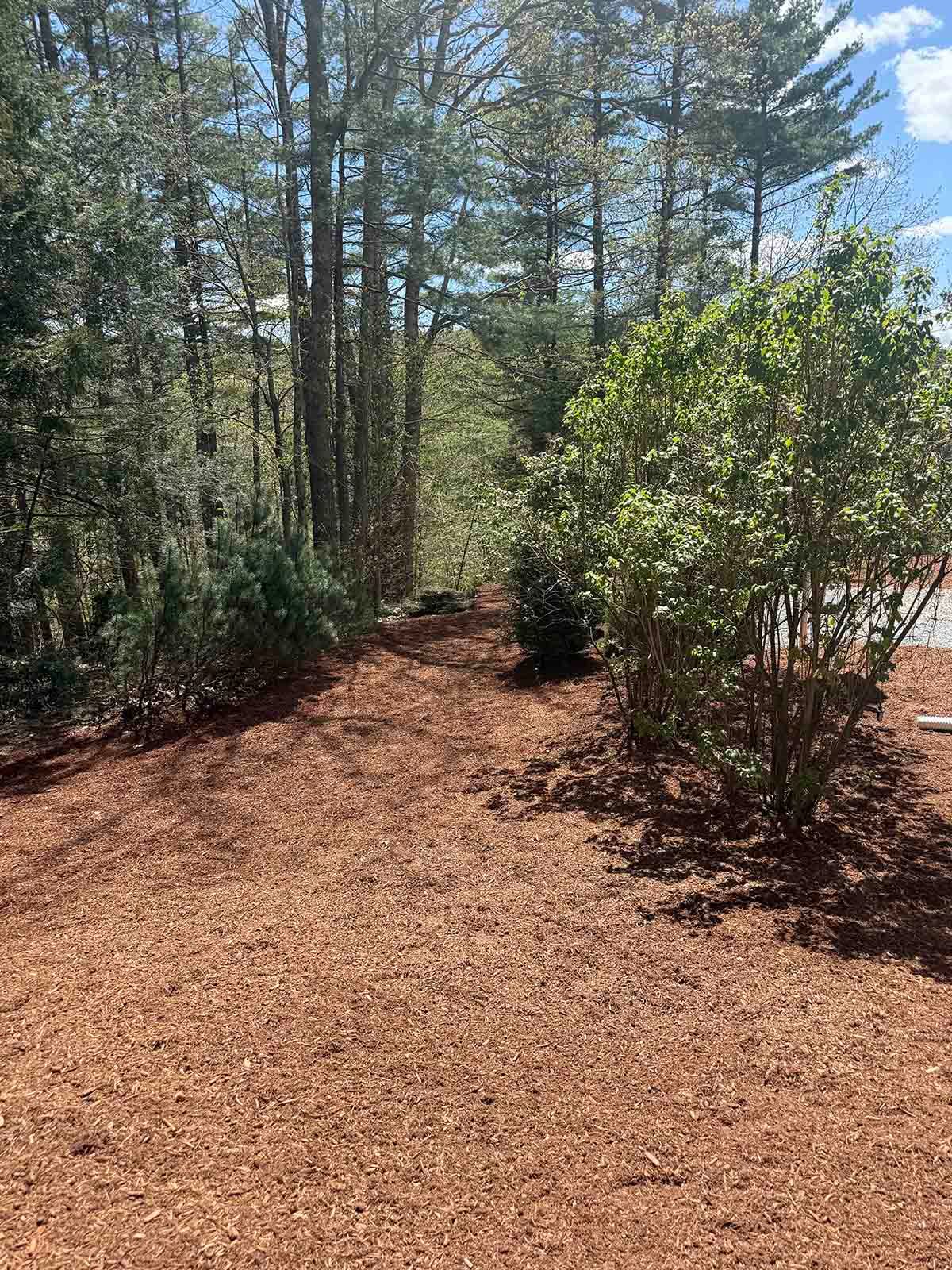 Wooded garden path with mulch, trees, and shrubs in bright sunlight