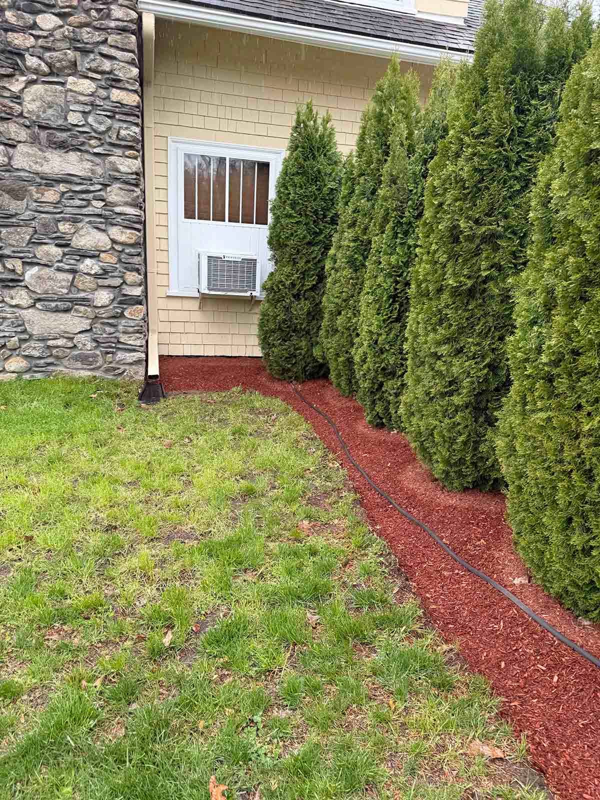 Front yard with green lawn, red mulch border, stone house wall, and tall evergreen shrubs by a window