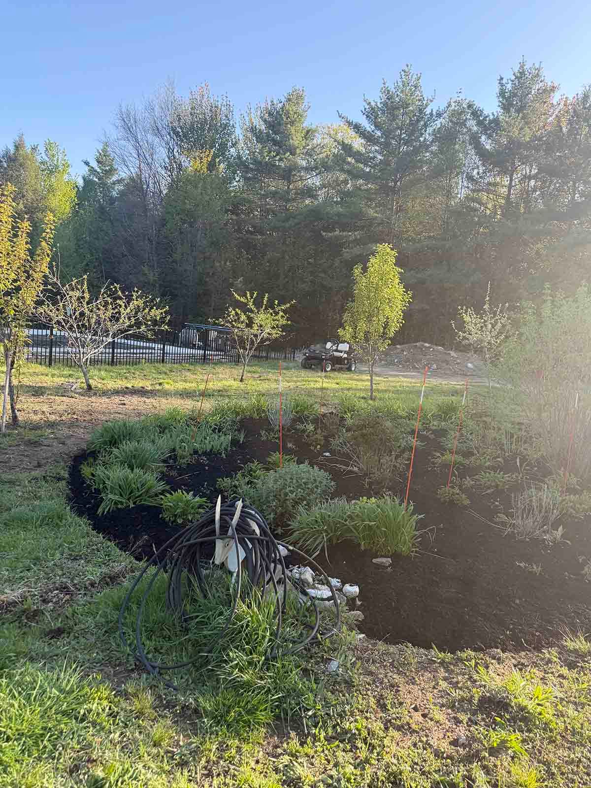 Sunny garden with a small pond, green shrubs, and tall trees in the background