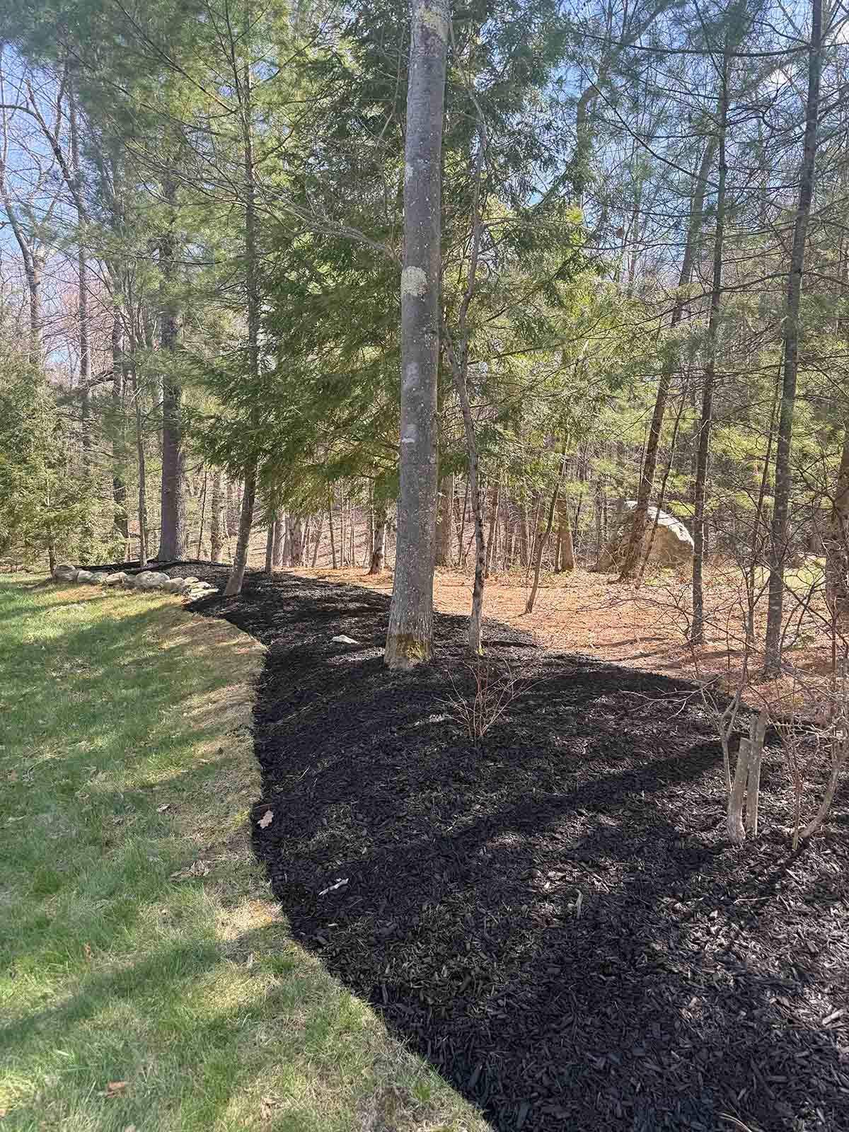 Mulched garden bed along a grassy edge beside young trees in a wooded area