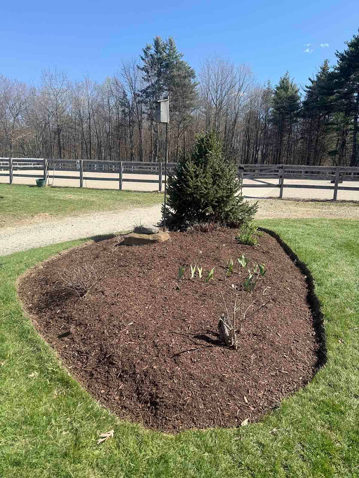 Mulched garden bed with a small evergreen shrub in a grassy yard near a fence and trees