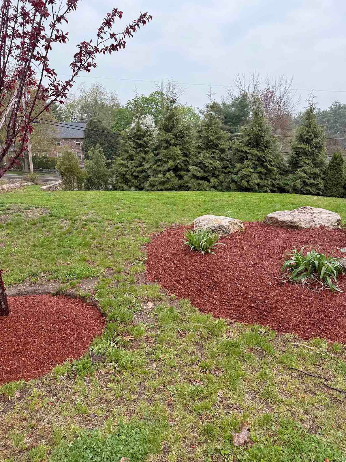 Landscaped garden with red mulch circles, shrubs, rocks, and a young tree on a grassy lawn