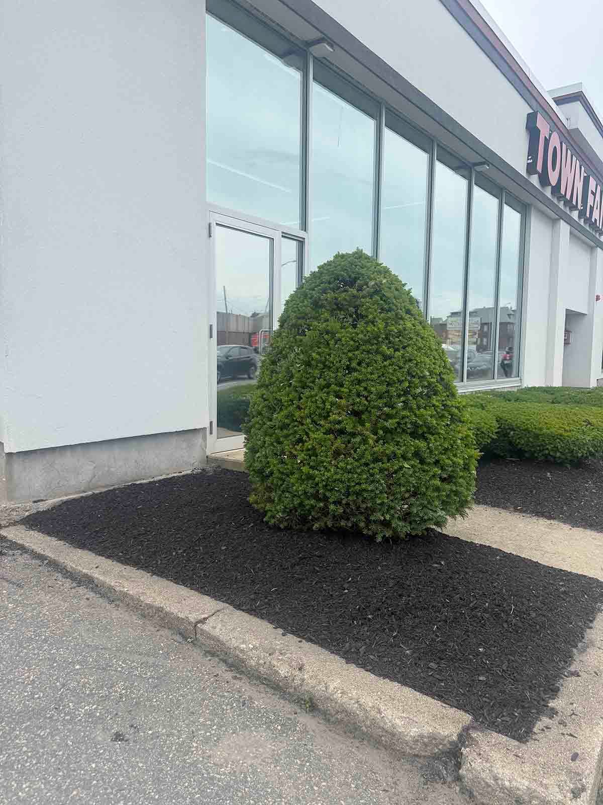 Rounded green shrub in front of a storefront with large windows and dark mulch landscaping.