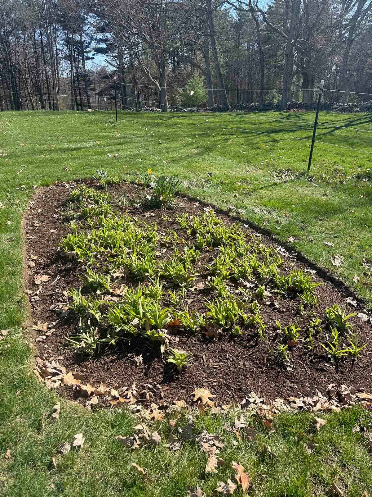 Raised garden bed with small green plants in a grassy yard, bordered by fallen leaves and trees in the background