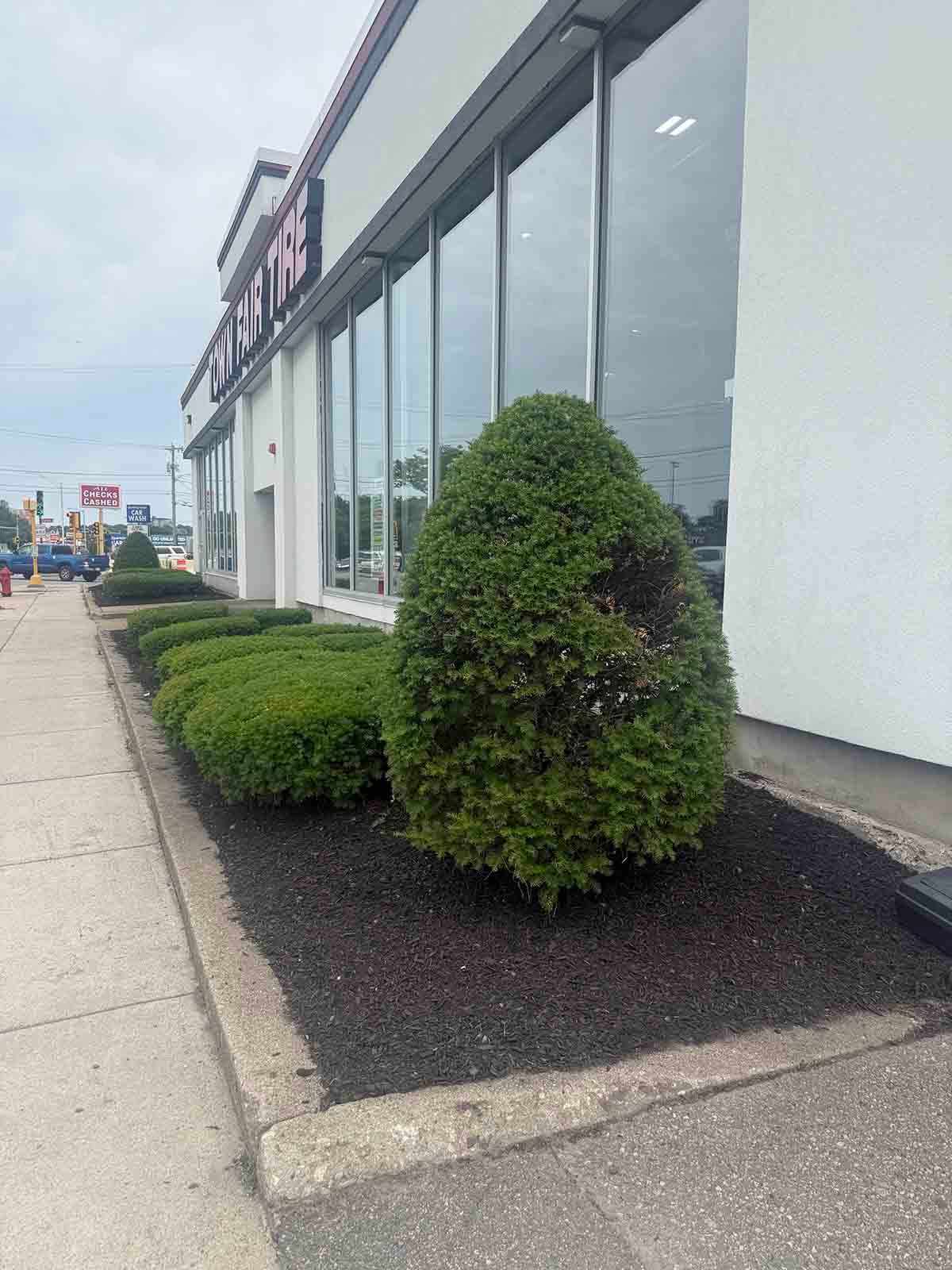 Sidewalk beside a storefront with trimmed green shrubs in black mulch under large windows