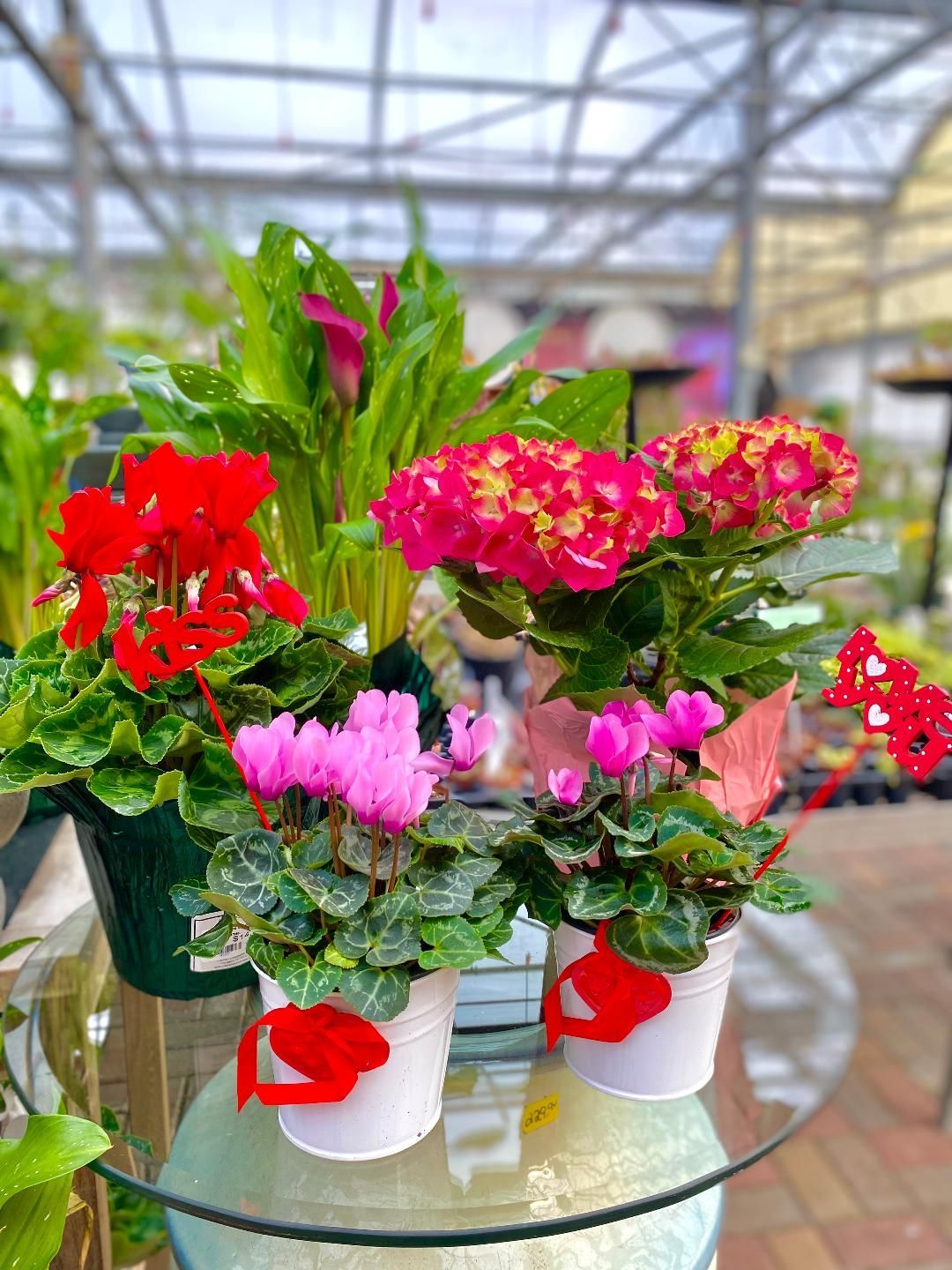 A bunch of potted plants are sitting on top of a glass table