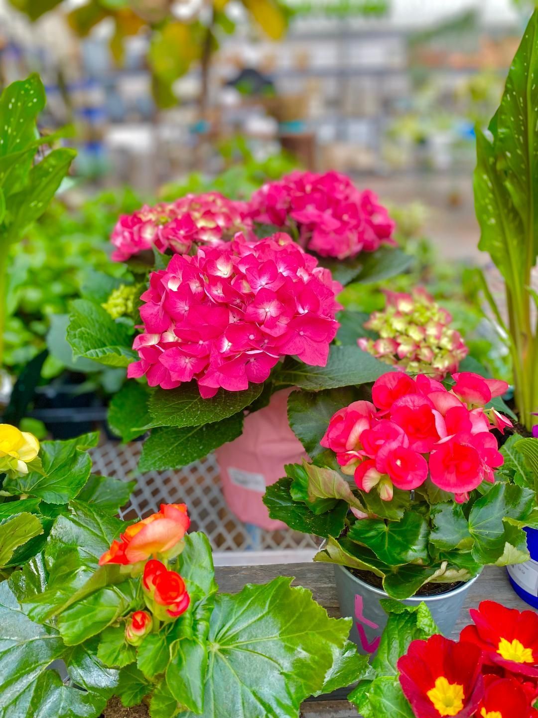 A bunch of potted flowers are sitting on a table