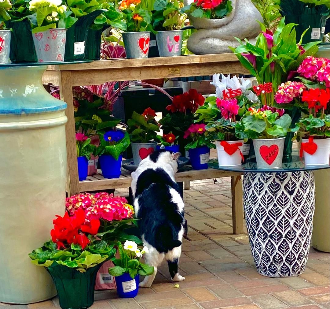 A black and white cat standing in front of a table full of flowers