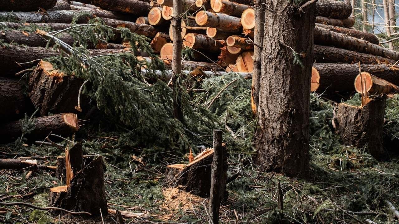 A pile of logs in the middle of a forest.