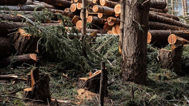 A pile of logs in the middle of a forest.