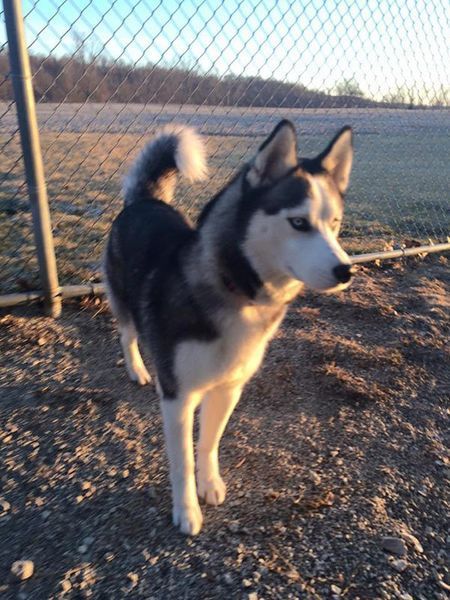 A husky dog standing in front of a chain link fence