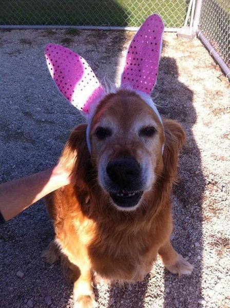 A dog wearing pink bunny ears looks at the camera