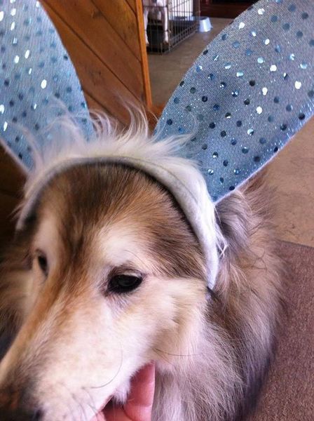 A dog wearing a headband with wings on it