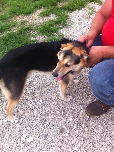 A person petting a black and brown dog on a gravel road