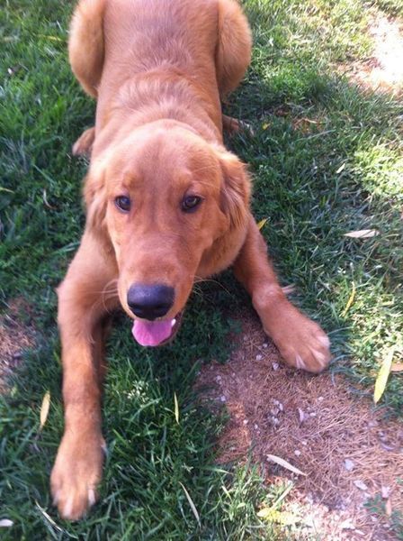 A brown dog is laying in the grass with its tongue hanging out.
