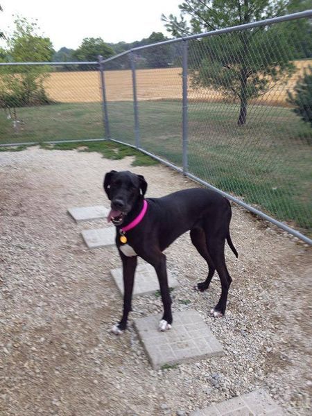 A black dog with a pink collar is standing in front of a chain link fence.