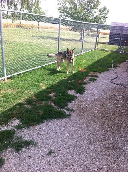 A dog standing next to a chain link fence