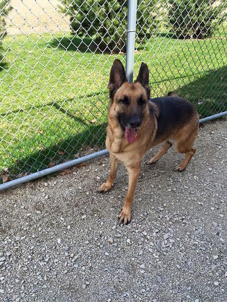 A german shepherd dog standing in front of a chain link fence