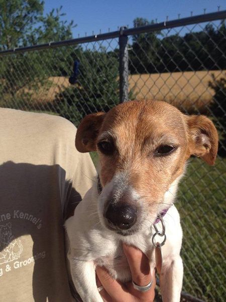 A person is holding a small brown and white dog in their arms.