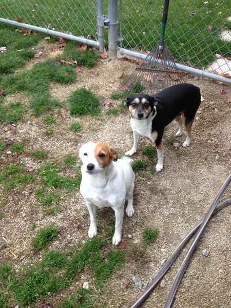 Two dogs are standing next to each other in a yard.