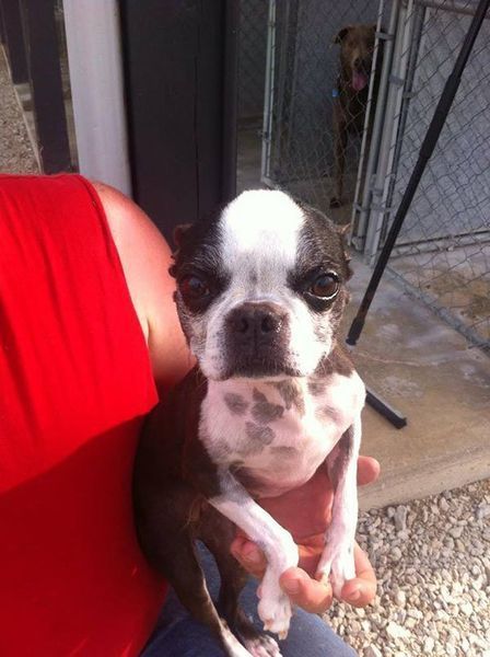 A person is holding a small brown and white dog in their arms.