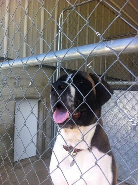 A black and white dog sticking its tongue out behind a chain link fence