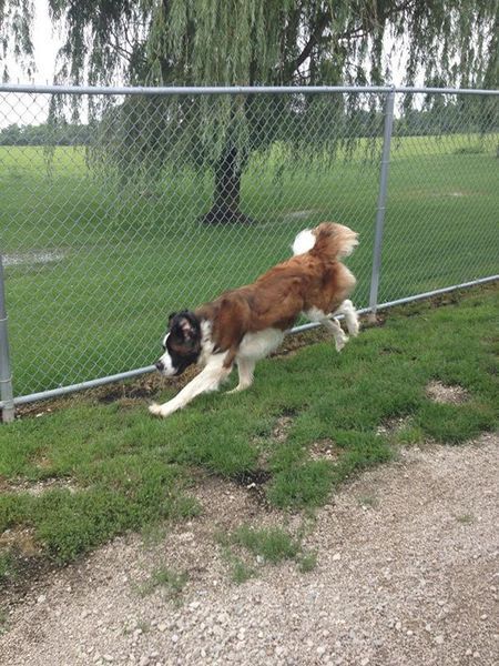 A brown and white dog is jumping over a chain link fence.