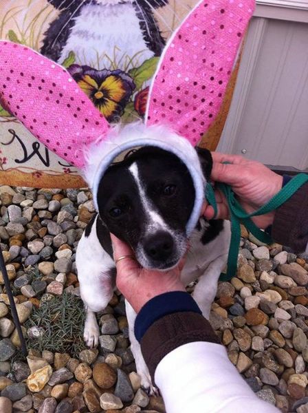 A black and white dog wearing pink and white bunny ears