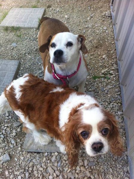 Two dogs are standing next to each other on gravel