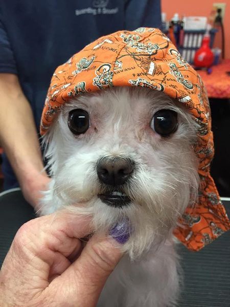 A small white dog wearing an orange bandana on its head