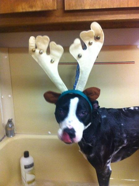A black and white dog wearing a reindeer headband